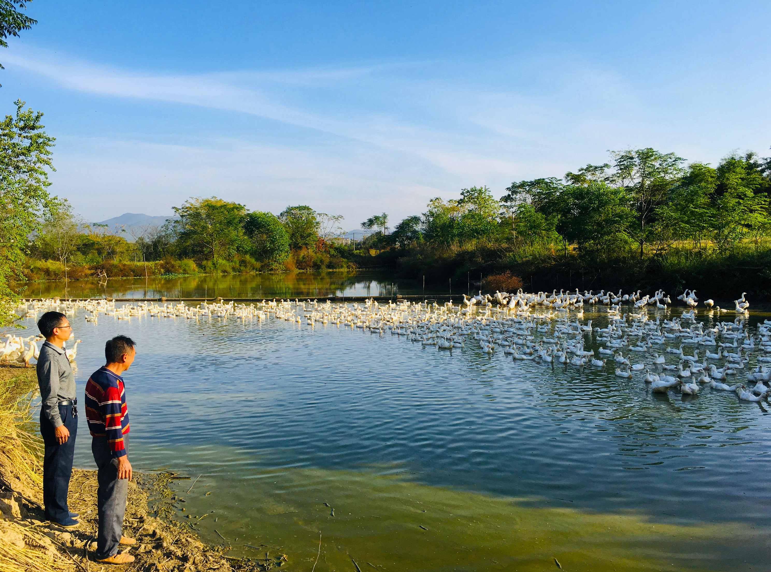 池江镇高林村贫困户王家林的养鹅产业基地。